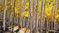 Quebra-cabeça Birch grove