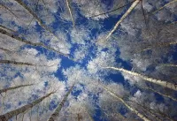 Zagadka birch sky