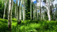 Quebra-cabeça Birch and spruce trees
