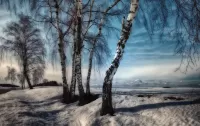 Quebra-cabeça Birch in winter