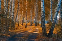 Quebra-cabeça Birch Forest
