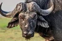 Slagalica Bull