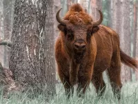 Rompicapo Buffalo