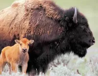 Bulmaca Bison with a calf