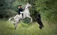Zagadka Blonde on a horse