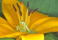 Quebra-cabeça Mantis on a flower