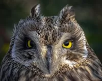 Rompecabezas short-eared owl