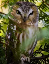 Rompecabezas Boreal Owl