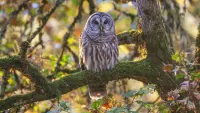 Quebra-cabeça Great gray owl