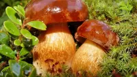 Rätsel White mushrooms