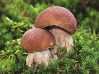 パズル White mushrooms