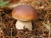 Zagadka Mushroom