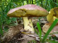 Rätsel Mushroom