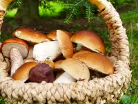 Слагалица Mushrooms