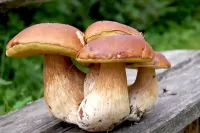Rompecabezas The mushrooms on the bench