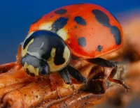 Puzzle Ladybug