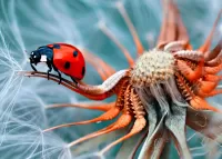 Quebra-cabeça ladybug