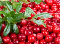 Zagadka Cranberries