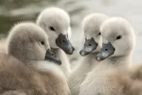 Слагалица Future swans