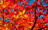 パズル A riot of autumn colors