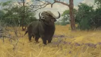 パズル Buffalo in the grass
