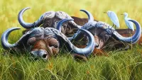 Puzzle Buffaloes and poultry
