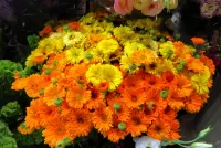 Puzzle Bouquet of marigold