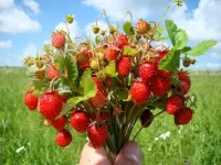 Puzzle bouquet of wild strawberry