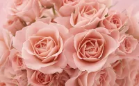 Puzzle buket rozovih roz