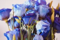 Puzzle Bouquet of blue roses