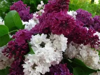 Quebra-cabeça Lilac bouquet