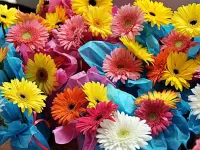 Bulmaca Bouquets gerberas