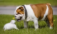 Puzzle The bulldog and the kitten