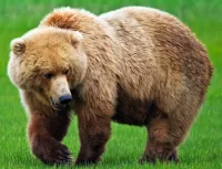 Puzzle Brown bear