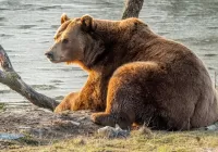 Zagadka Brown bear
