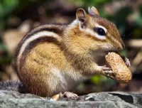 Quebra-cabeça Chipmunk and peanut