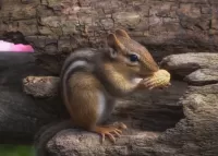 パズル Chipmunk with peanuts