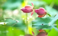 Rätsel Lotus Bud