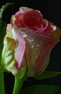 Пазл Бутон розы
