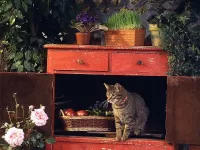 Пазл Cat in Cabinet