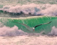 Zagadka Seagull over the waves