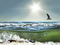 Zagadka seagulls
