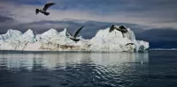 Rompecabezas Seagulls over ice