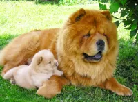 Jigsaw Puzzle Chow