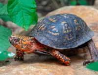 Rätsel Turtle