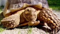 Jigsaw Puzzle Turtle