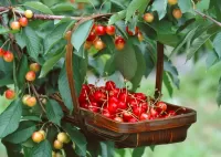 Puzzle Cherries in a basket