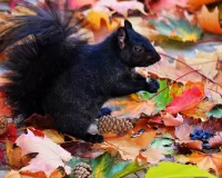 Jigsaw Puzzle Black squirrel