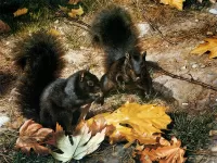 Puzzle Black squirrels