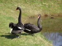 Rompecabezas Black swans